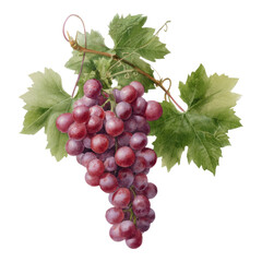 Fototapeta premium Fresh Grapes with Leaves on Transparent Background