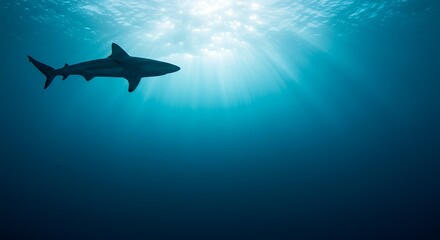 Oceanic Shark Silhouette Majestic Predator in Sunlit Depths