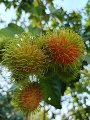 Ripe Rambutan Fruits on Tree with Green Leaves