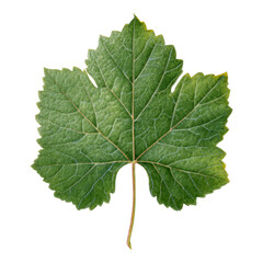 Isolated Green Leaf on Transparent Background Image