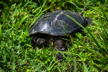 The turtle in the grass