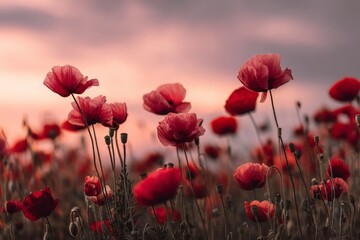 Fototapeta premium Red Poppies in a Field at Sunset