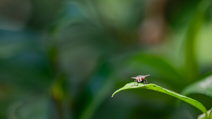 Macro Shot of a Fly Perched on a Green Leaf