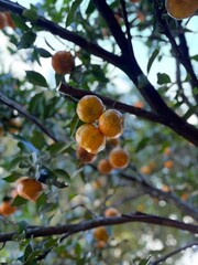Tangerine Tree With Fruits