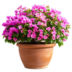  Bright Bougainvillea in Rustic Clay Pot, isolated on transparent background PNG