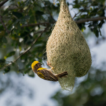 Baya Weaver in the nature of glass filed, The baya weaver is a weaverbird found across the Indian Subcontinent and Southeast Asia, Ploceus philippinus  building nest. 
