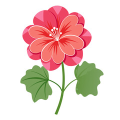 geranium-flower-on-white-background