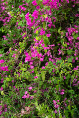 Blooming Bougainvillea.  Paper flower, Pink Bougainvillea flower isolated nature green plants, paper rose,  magenta bougainvillea flowers.