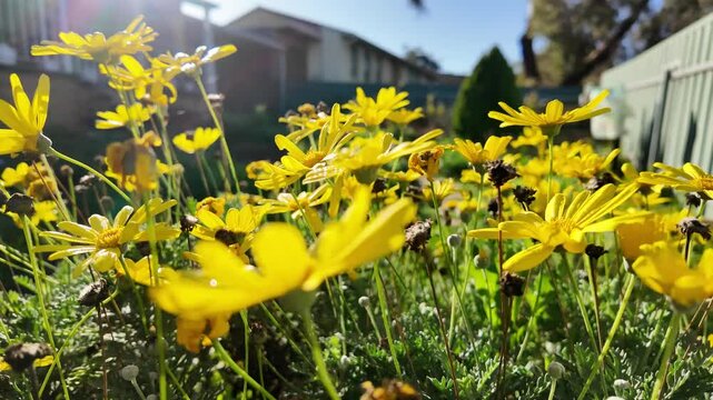 Euryops chrysanthemoides: 4K Drone Footage of African Bush Daisy Blooming in South Australia in Winter with Yellow Petals, Morning Sunlight, Fence, and Trees