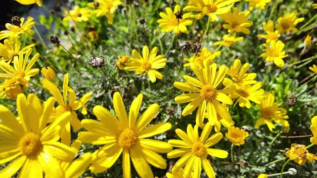 Euryops chrysanthemoides: 4K Drone Footage of African Bush Daisy Blooming in South Australia in Winter with Yellow Petals, Morning Sunlight, Fence, and Trees