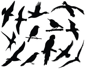 Obraz premium Bird silhouettes various species in flight or perched all in black against a white background