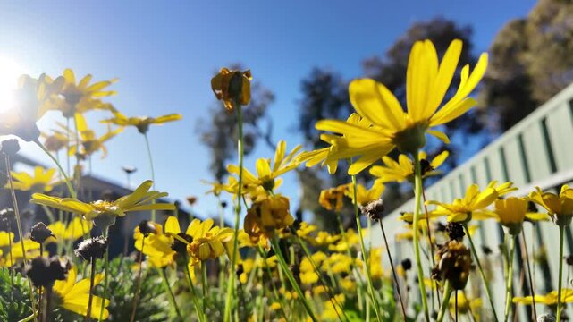 Euryops chrysanthemoides: 4K Drone Footage of African Bush Daisy Blooming in South Australia in Winter with Yellow Petals, Morning Sunlight, Fence, and Trees