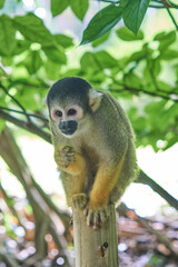 Squirrel monkeys in Ishigaki Yaima Village, Japan