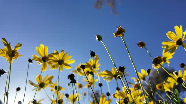 Euryops chrysanthemoides: 4K Drone Footage of African Bush Daisy Blooming in South Australia in Winter with Yellow Petals, Morning Sunlight, Fence, and Trees