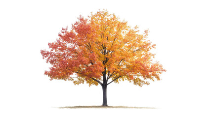 autumn tree isolated on white background