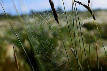 reeds in the morning