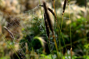 spider web with dew