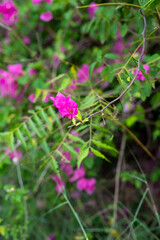 Blooming Bougainvillea.  Paper flower, Pink Bougainvillea flower isolated nature green plants,...