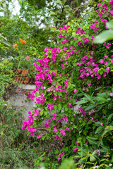 Blooming Bougainvillea.  Paper flower, Pink Bougainvillea flower isolated nature green plants,...