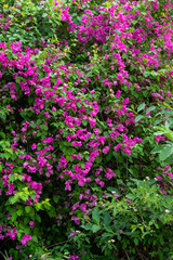 Blooming Bougainvillea.  Paper flower, Pink Bougainvillea flower isolated nature green plants,...