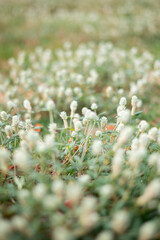 Button flowers (gompherna serrata) are blooming with green leaves and white flowers Globe amaranth 