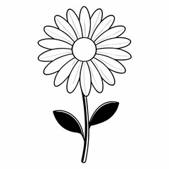  black and white daisy flower