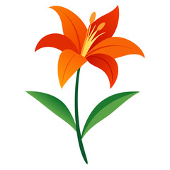 daylily flower isolated