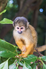 Squirrel monkeys in Ishigaki Yaima Village, Japan