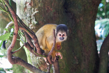 Squirrel monkeys in Ishigaki Yaima Village, Japan
