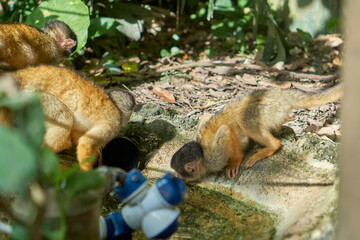 Squirrel monkeys in Ishigaki Yaima Village, Japan