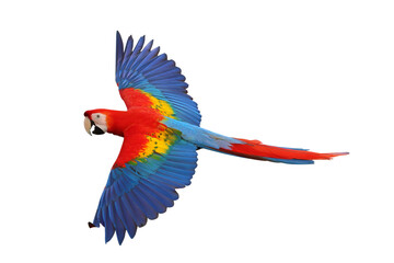 Colorful flying Scarlet Macaw parrot isolated on transparent background png file