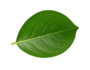 Fresh green leaf with natural texture and vibrant color symbolizing growth, nature, and eco-friendliness isolated on white background