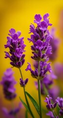 Obraz premium Close Up of Dewy Purple Lavender Flowers Against a Yellow Background