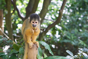 Squirrel monkeys in Ishigaki Yaima Village, Japan