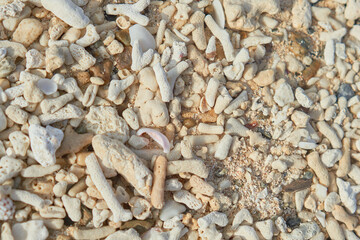 background of sea shells on the beach