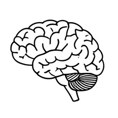 A black and white illustration of a human brain, showing its structure.
