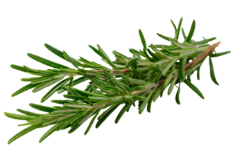 Fresh rosemary sprigs beautifully arranged on a transparent background, emphasizing this fragrant and versatile herb.