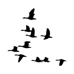 Fototapeta premium silhouettes of birds