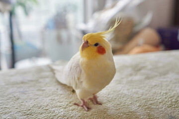13 years old cockatiel latino          