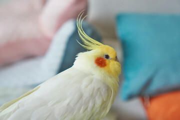 13 years old cockatiel latino          