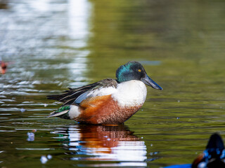 水辺のハシビロガモ