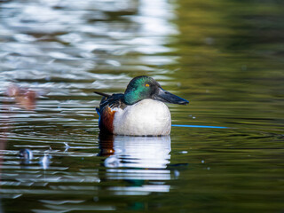 Obraz premium 水辺のハシビロガモ