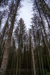 A forest with many trees and a cloudy sky