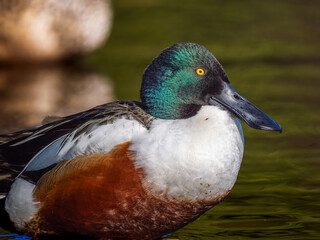 水辺のハシビロガモ