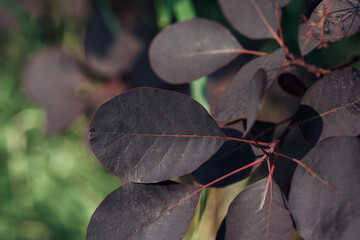 A leafy plant with dark green leaves and red veins