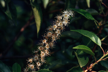 A bunch of flowers with a few leaves in the background