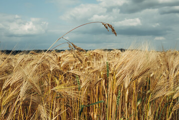 A field of tall golden wheat with a cloudy sky in the background