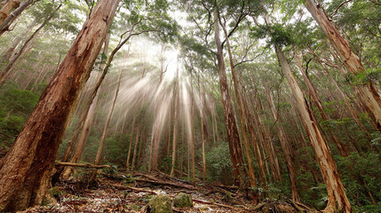 Misty forest of towering red-barked trees with sunbeams piercing through ancient canopy, conveying primordial serenity.
