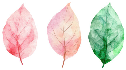 watercolor green and pink leaf illustration on white background
