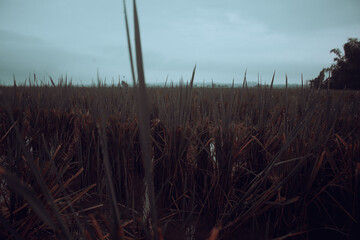 Dramatic Rice Field Silhouette with Ominous Cloudy Weather, Ideal for Climate Change and Nature...